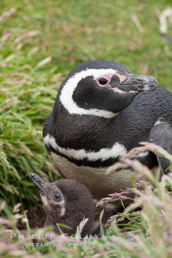 Magellanic penguin, adult and chick, in grasslands at the opening of their underground burrow.  Magellanic penguins can grow to 30" tall, 14 lbs and live over 25 years.  They feed in the water, preying on cuttlefish, sardines, squid, krill, and other crustaceans. New Island, Falkland Islands, United Kingdom, Spheniscus magellanicus, natural history stock photograph, photo id 23775