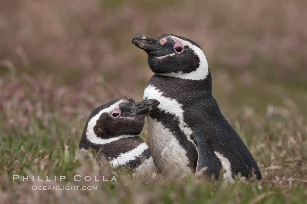 Magellanic penguins, in grasslands at the opening of their underground burrow.  Magellanic penguins can grow to 30" tall, 14 lbs and live over 25 years.  They feed in the water, preying on cuttlefish, sardines, squid, krill, and other crustaceans. New Island, Falkland Islands, United Kingdom, Spheniscus magellanicus, natural history stock photograph, photo id 23779