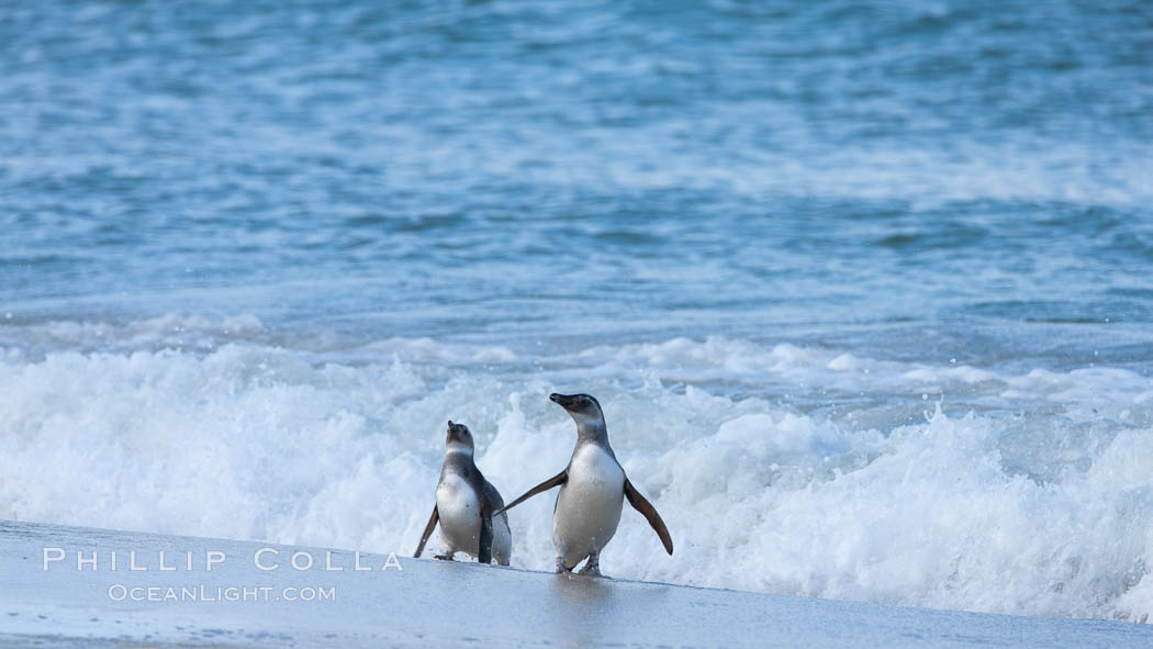 Magellanic penguins, coming ashore on a sandy beach.  Magellanic penguins can grow to 30" tall, 14 lbs and live over 25 years.  They feed in the water, preying on cuttlefish, sardines, squid, krill, and other crustaceans. New Island, Falkland Islands, United Kingdom, Spheniscus magellanicus, natural history stock photograph, photo id 23923