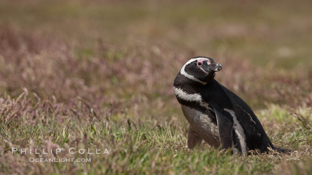 Magellanic penguin, in grasslands at the opening of their underground burrow.  Magellanic penguins can grow to 30" tall, 14 lbs and live over 25 years.  They feed in the water, preying on cuttlefish, sardines, squid, krill, and other crustaceans. New Island, Falkland Islands, United Kingdom, Spheniscus magellanicus, natural history stock photograph, photo id 23777