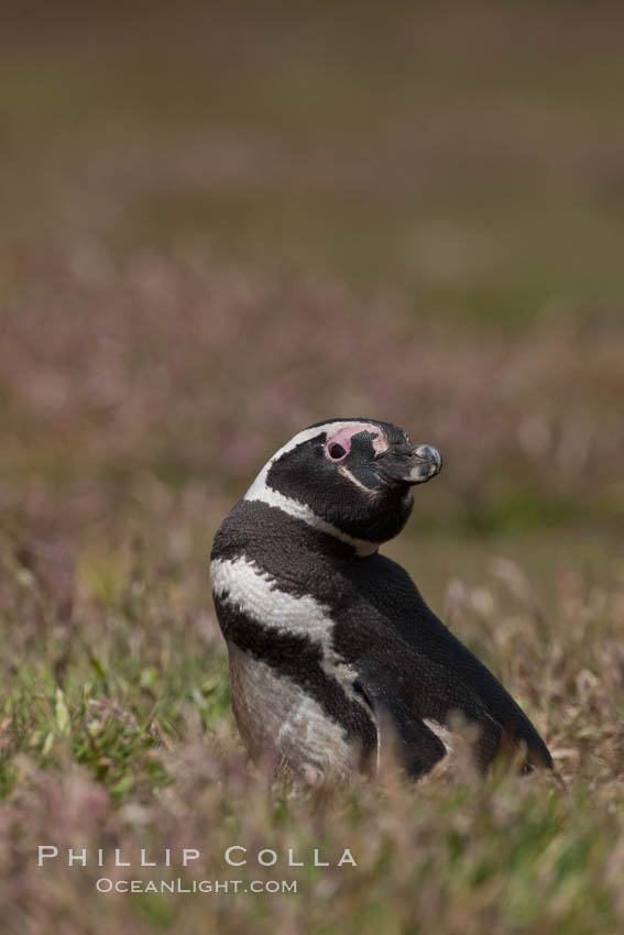Magellanic penguin, in grasslands at the opening of their underground burrow.  Magellanic penguins can grow to 30" tall, 14 lbs and live over 25 years.  They feed in the water, preying on cuttlefish, sardines, squid, krill, and other crustaceans. New Island, Falkland Islands, United Kingdom, Spheniscus magellanicus, natural history stock photograph, photo id 23789