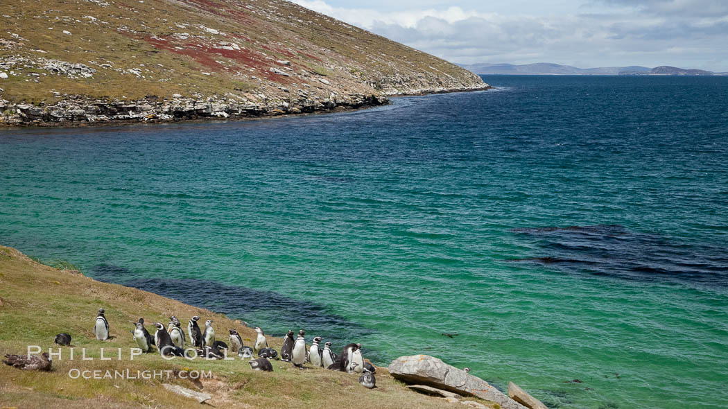Magellanic penguins, grouped along the edge of grasslands above the ocean. New Island, Falkland Islands, United Kingdom, Spheniscus magellanicus, natural history stock photograph, photo id 23813