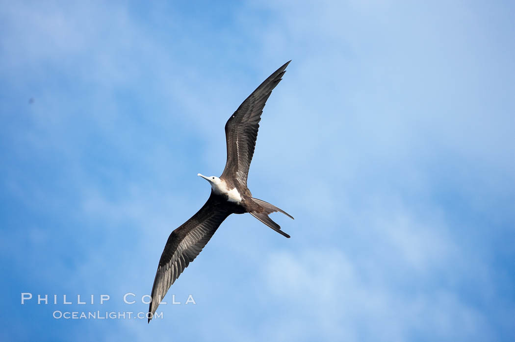 Magnificent frigatebird, juvenile in flight. Wolf Island, Galapagos Islands, Ecuador, Fregata magnificens, natural history stock photograph, photo id 16750