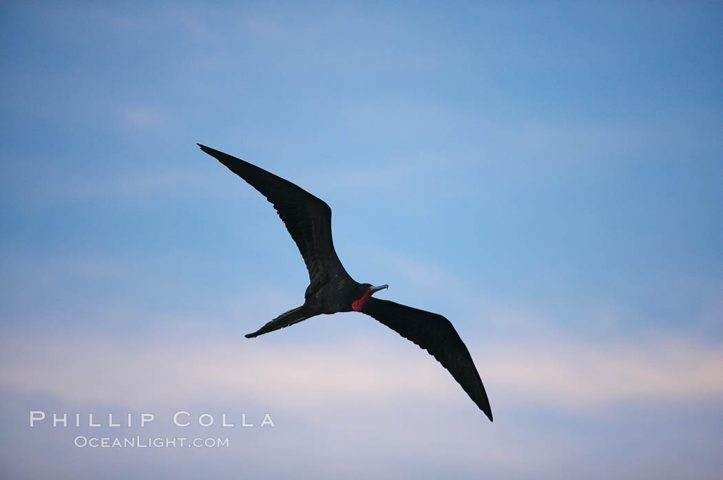 Magnificent frigatebird, adult male in flight, sunset. Darwin Island, Galapagos Islands, Ecuador, Fregata magnificens, natural history stock photograph, photo id 16758