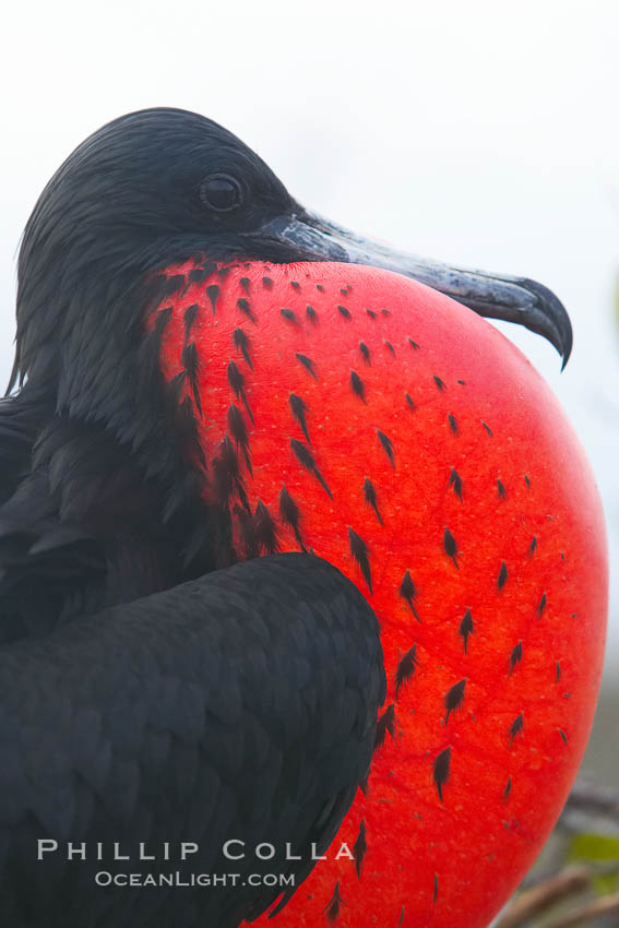 Magnificent frigatebird, adult male on nest, with throat pouch inflated, a courtship display to attract females. North Seymour Island, Galapagos Islands, Ecuador, Fregata magnificens, natural history stock photograph, photo id 16736