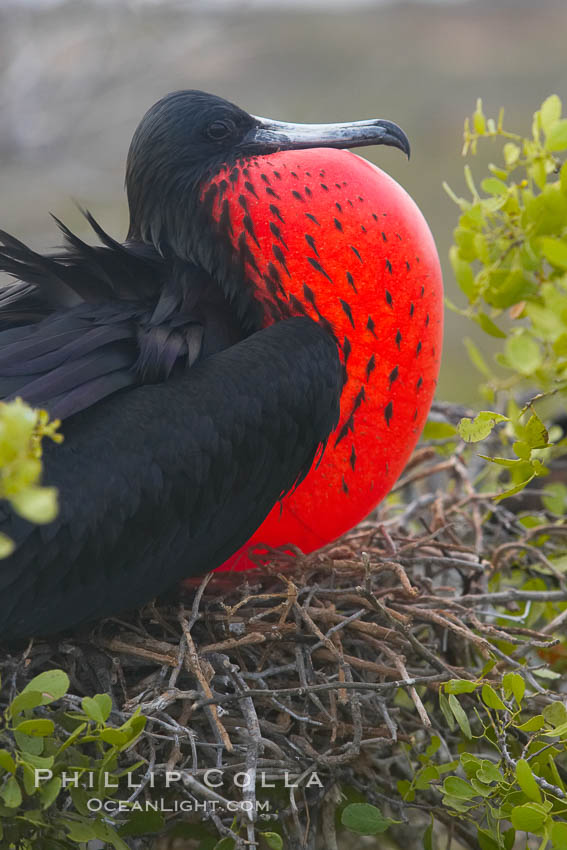 Magnificent frigatebird, adult male on nest, with throat pouch inflated, a courtship display to attract females. North Seymour Island, Galapagos Islands, Ecuador, Fregata magnificens, natural history stock photograph, photo id 16740