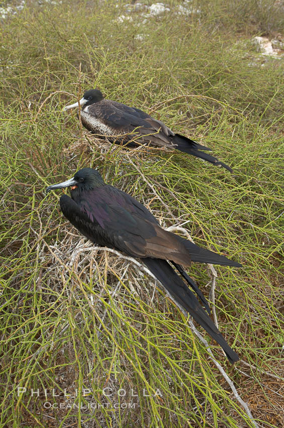 Magnificent frigatebird, adult male (foreground) and adult female (background), purple iridescense on scapular feathers of male identifies species. North Seymour Island, Galapagos Islands, Ecuador, Fregata magnificens, natural history stock photograph, photo id 16744