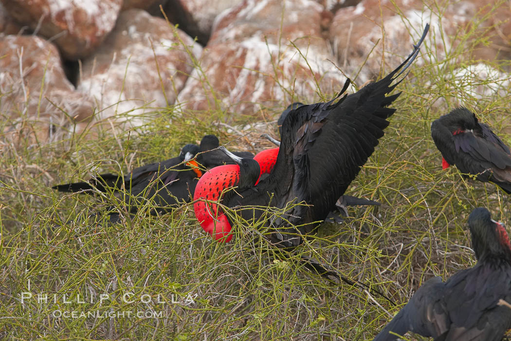 Magnificent frigatebird, bachelor adult males with raised wings and throat pouch inflated in a courtship display to attract females. North Seymour Island, Galapagos Islands, Ecuador, Fregata magnificens, natural history stock photograph, photo id 16748