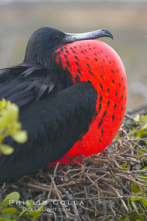 Magnificent frigatebird, adult male on nest, with throat pouch inflated, a courtship display to attract females. North Seymour Island, Galapagos Islands, Ecuador, Fregata magnificens, natural history stock photograph, photo id 16756