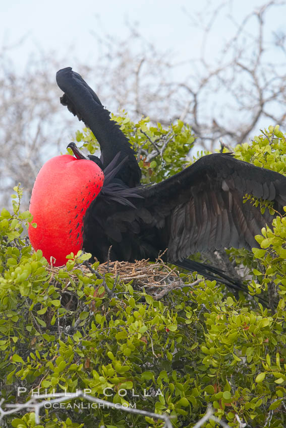 Magnificent frigatebird, adult male on nest, with raised wings and throat pouch inflated in a courtship display to attract females. North Seymour Island, Galapagos Islands, Ecuador, Fregata magnificens, natural history stock photograph, photo id 16739