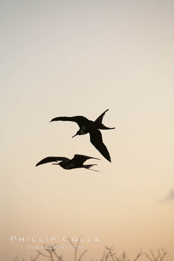 Magnificent frigatebirds in flight. Isla Lobos (near San Cristobal Island). Galapagos Islands, Ecuador, Fregata magnificens, natural history stock photograph, photo id 16743