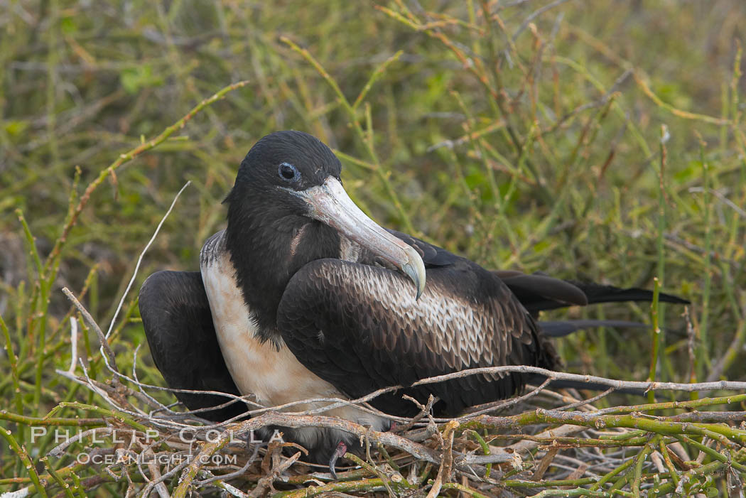 Magnificent frigatebird, adult female on nest. North Seymour Island, Galapagos Islands, Ecuador, Fregata magnificens, natural history stock photograph, photo id 16751