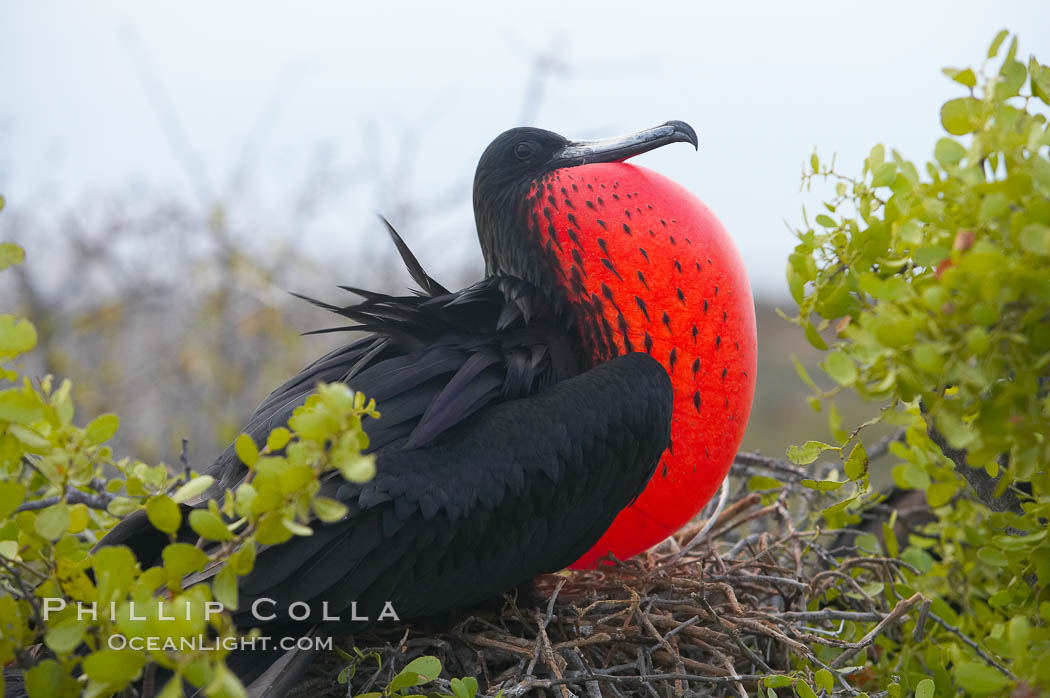 Magnificent frigatebird, adult male on nest, with throat pouch inflated, a courtship display to attract females. North Seymour Island, Galapagos Islands, Ecuador, Fregata magnificens, natural history stock photograph, photo id 16755