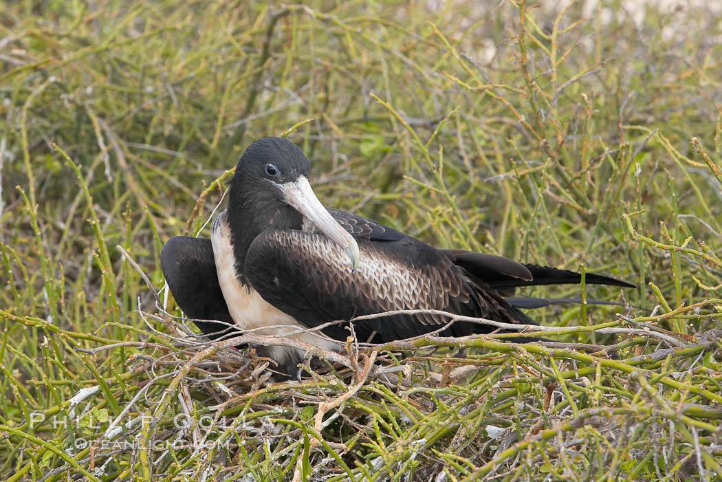 Magnificent frigatebird, adult female on nest. North Seymour Island, Galapagos Islands, Ecuador, Fregata magnificens, natural history stock photograph, photo id 16737