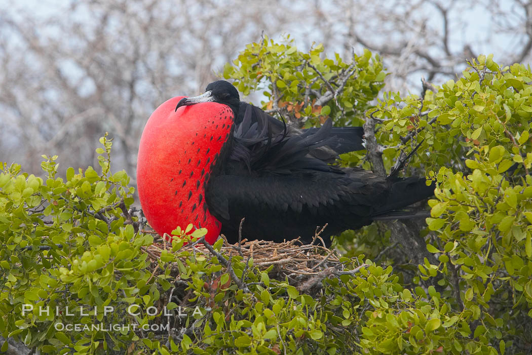 Magnificent frigatebird, adult male on nest, with throat pouch inflated, a courtship display to attract females. North Seymour Island, Galapagos Islands, Ecuador, Fregata magnificens, natural history stock photograph, photo id 16753