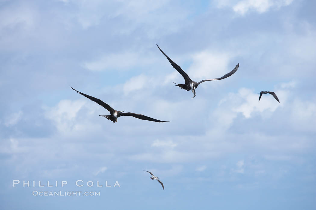 Magnificent frigatebirds in flight, one carries fish in beak. Darwin Island, Galapagos Islands, Ecuador, Fregata magnificens, natural history stock photograph, photo id 16757