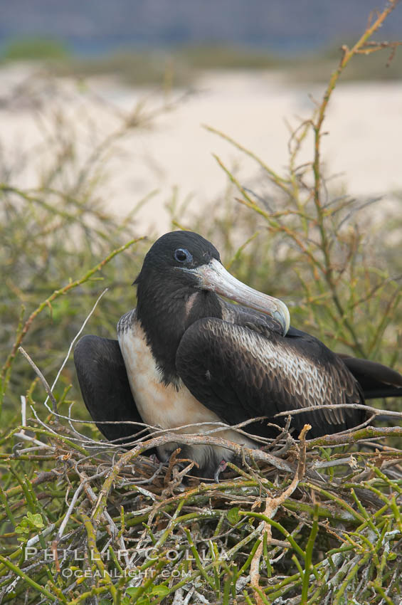 Magnificent frigatebird, adult female on nest. North Seymour Island, Galapagos Islands, Ecuador, Fregata magnificens, natural history stock photograph, photo id 16762