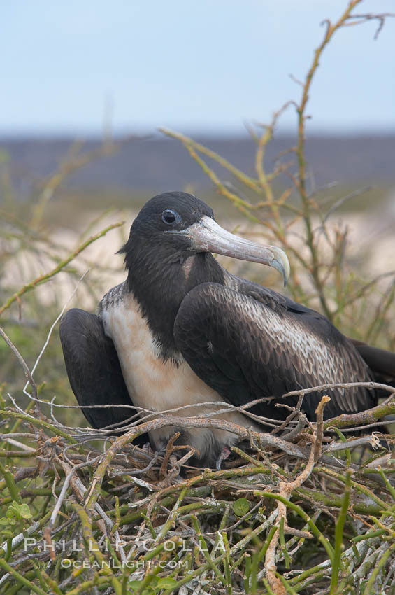 Magnificent frigatebird, adult female on nest. North Seymour Island, Galapagos Islands, Ecuador, Fregata magnificens, natural history stock photograph, photo id 16764