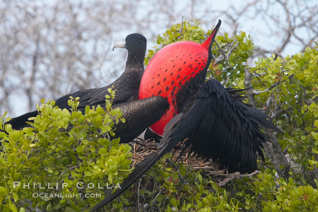 Magnificent frigatebird, adult male (right) and adult female (left), on nest, male with raised wings and throat pouch inflated in a courtship display to attract females. North Seymour Island, Galapagos Islands, Ecuador, Fregata magnificens, natural history stock photograph, photo id 16768