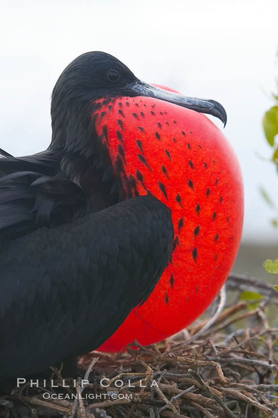 Magnificent frigatebird, adult male on nest, with throat pouch inflated, a courtship display to attract females. North Seymour Island, Galapagos Islands, Ecuador, Fregata magnificens, natural history stock photograph, photo id 16771