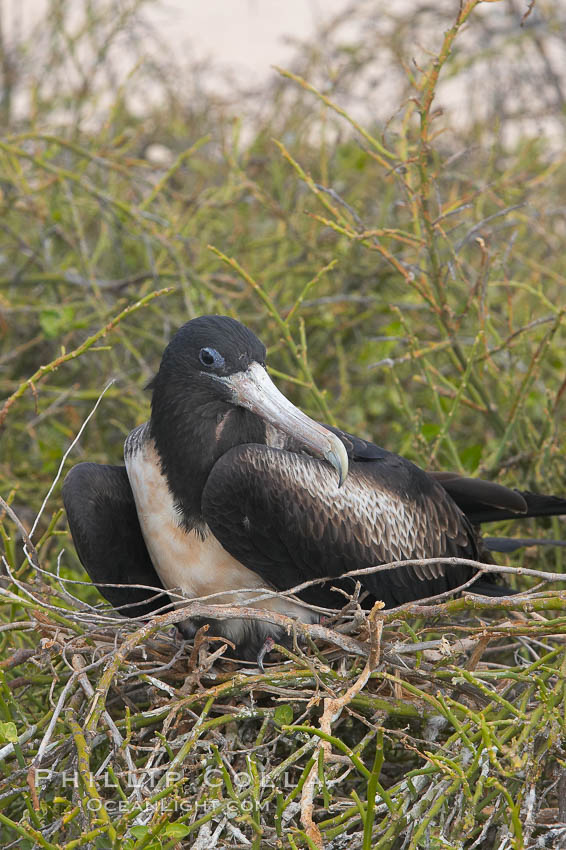 Magnificent frigatebird, adult female on nest. North Seymour Island, Galapagos Islands, Ecuador, Fregata magnificens, natural history stock photograph, photo id 16761