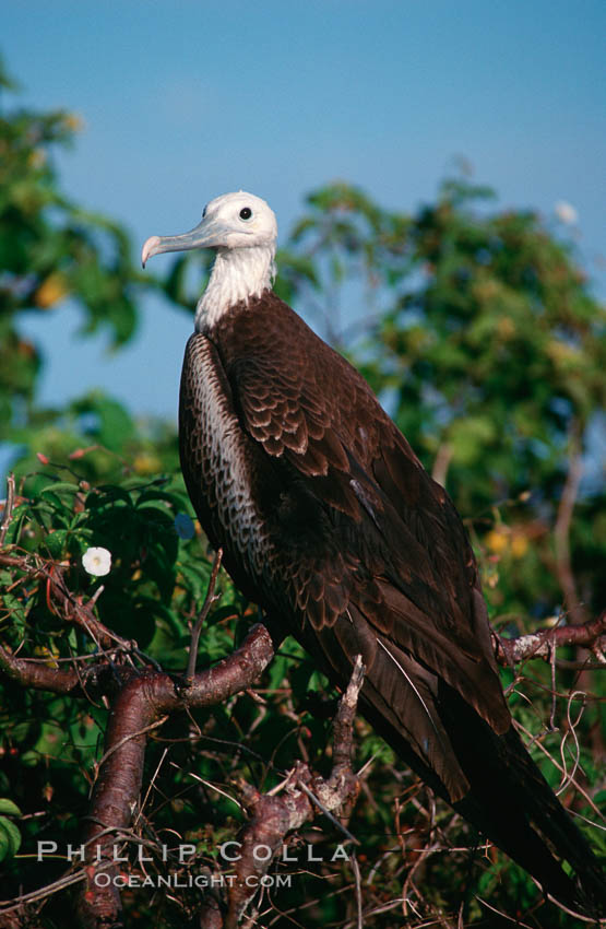 Magnificent frigatebird (note blue eye ring), juvenile. North Seymour Island, Galapagos Islands, Ecuador, Fregata magnificens, natural history stock photograph, photo id 02270