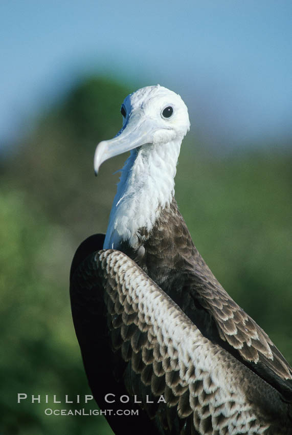 Magnificent frigatebird (note blue eye ring), juvenile. North Seymour Island, Galapagos Islands, Ecuador, Fregata magnificens, natural history stock photograph, photo id 02271