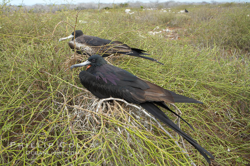 Magnificent frigatebird, adult male (foreground) and adult female (background), purple iridescense on scapular feathers of male identifies species. North Seymour Island, Galapagos Islands, Ecuador, Fregata magnificens, natural history stock photograph, photo id 16731