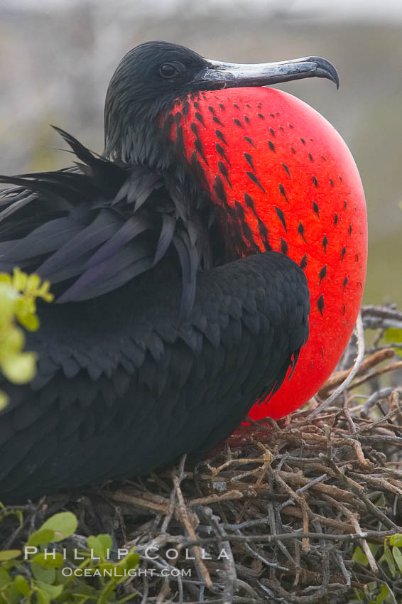 Magnificent frigatebird, adult male on nest, with throat pouch inflated, a courtship display to attract females, Fregata magnificens, North Seymour Island