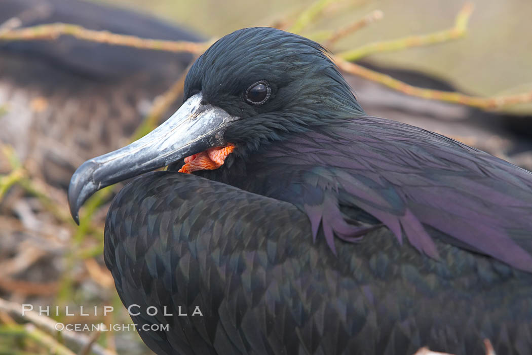 Magnificent frigatebird, adult male showing purple iridescense on scapular feathers. North Seymour Island, Galapagos Islands, Ecuador, Fregata magnificens, natural history stock photograph, photo id 16729