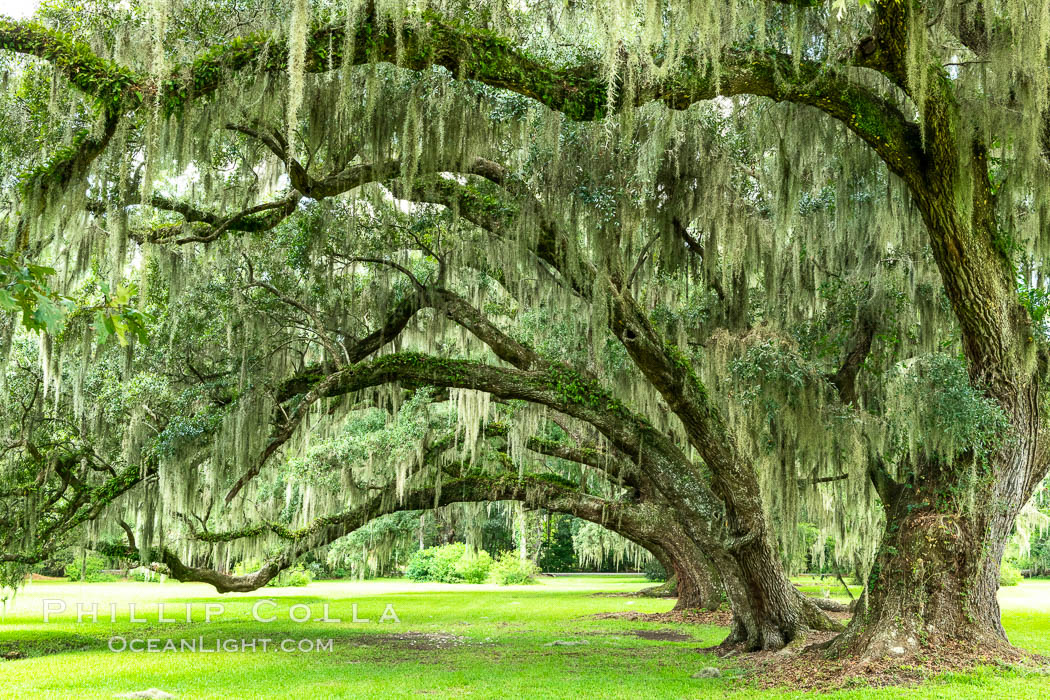 Southern Live Oaks form a shady canopy, Magnolia Plantation, Charleston, South Carolina. USA, Quercus virginiana, natural history stock photograph, photo id 37549