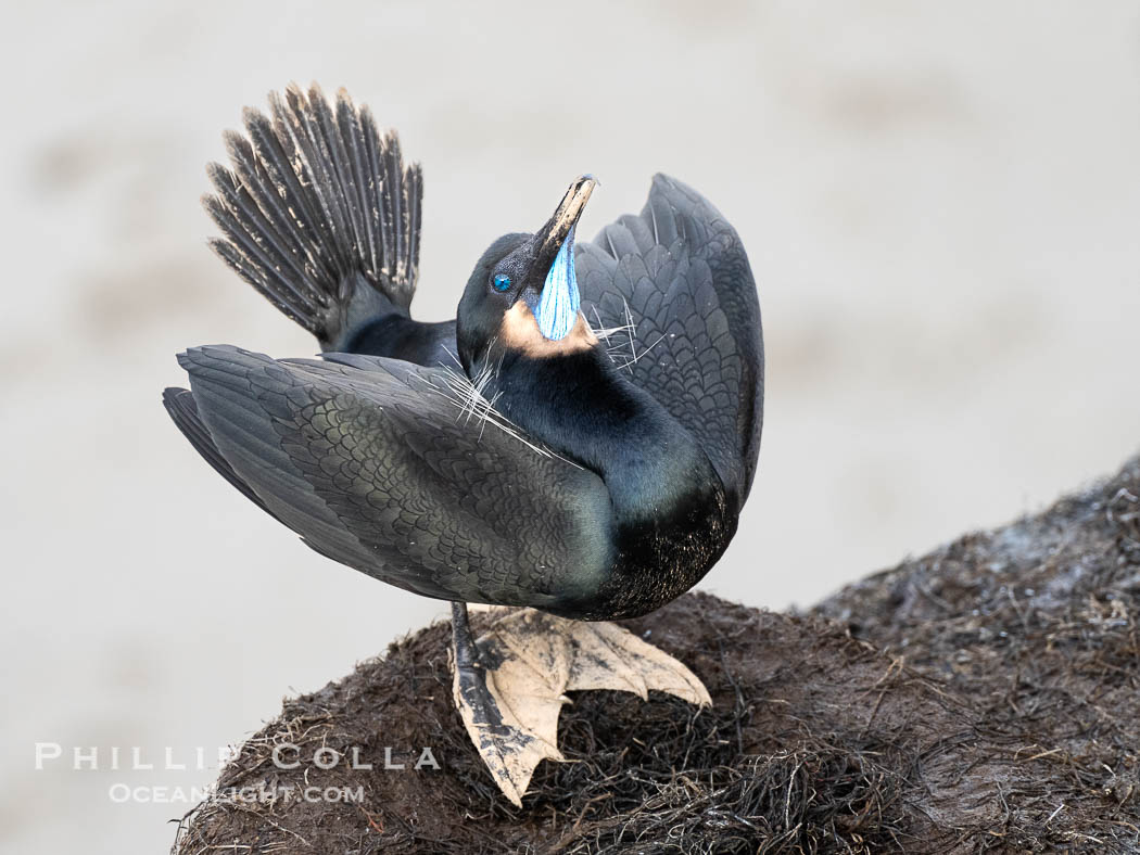 Male Brandt's Cormorant courtship display with head pointing skyward and wings partially spread. Note the blue throat, a type of breeding plumage. Only males skypoint. La Jolla, California, USA, Phalacrocorax penicillatus, natural history stock photograph, photo id 40138
