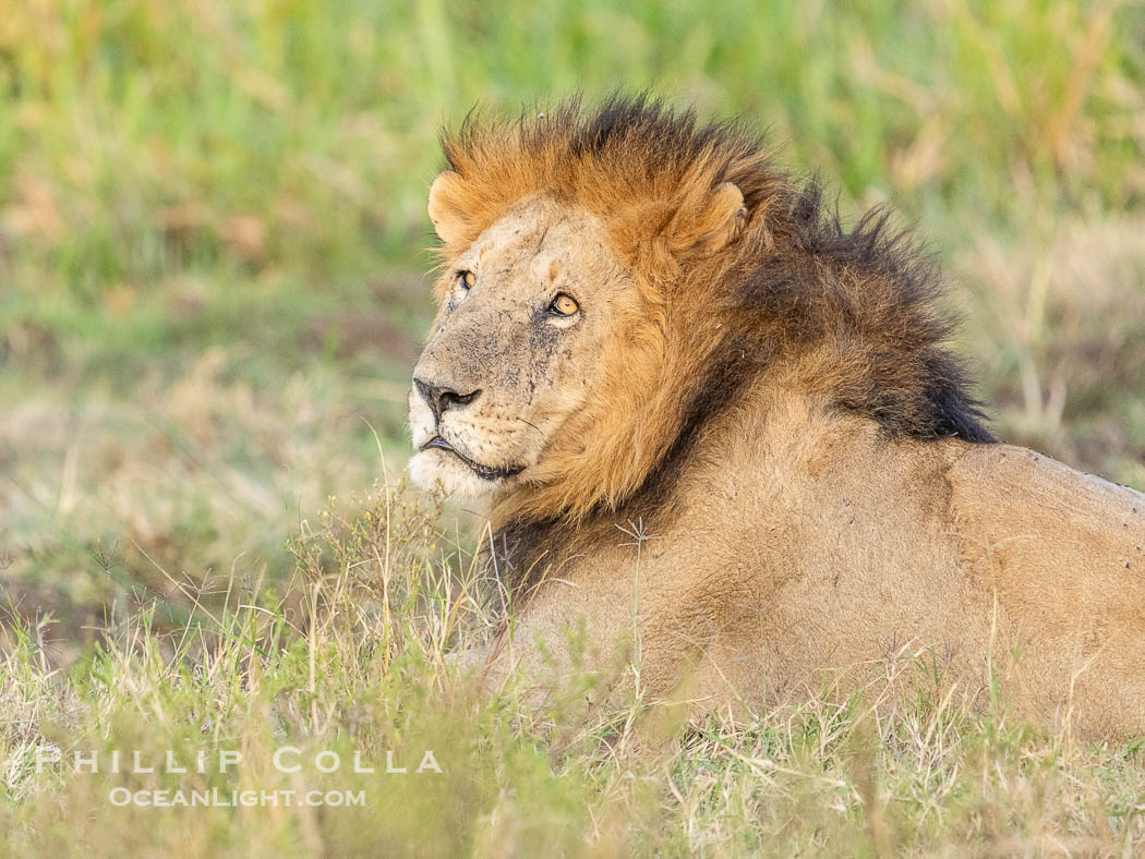Male Lion of the Marsh Pride, Masai Mara. Maasai Mara National Reserve, Kenya, Panthera leo, natural history stock photograph, photo id 39611