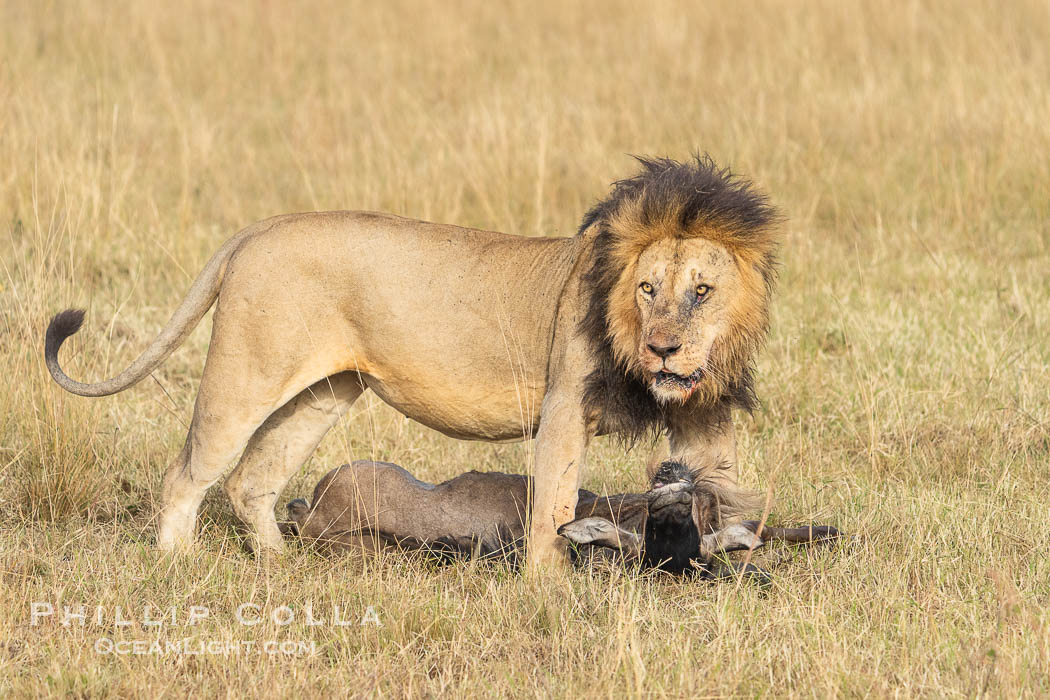 Male Lion with Fresh Kill in Tall Grass, Masai Mara, Kenya. Maasai Mara National Reserve, Panthera leo, natural history stock photograph, photo id 39634