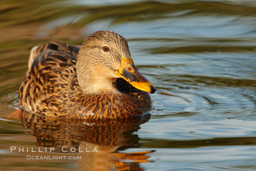 Mallard, female. Santee Lakes, California, USA, Anas platyrhynchos, natural history stock photograph, photo id 23396