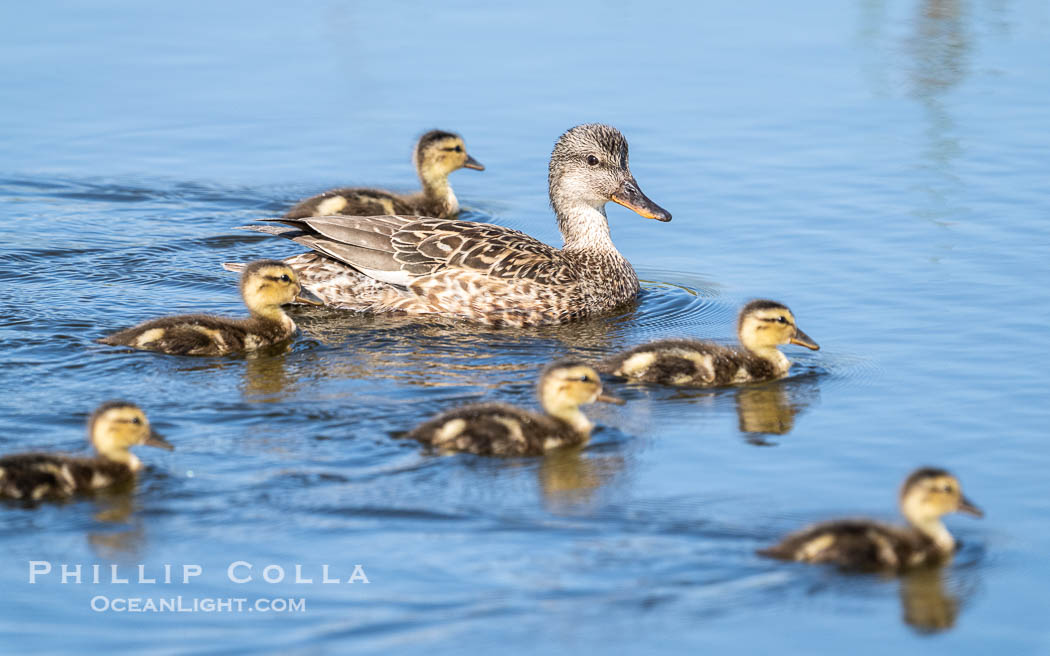 Mallard mother and ducklings, San Elijo Lagoon, Encinitas. California, USA, natural history stock photograph, photo id 39344