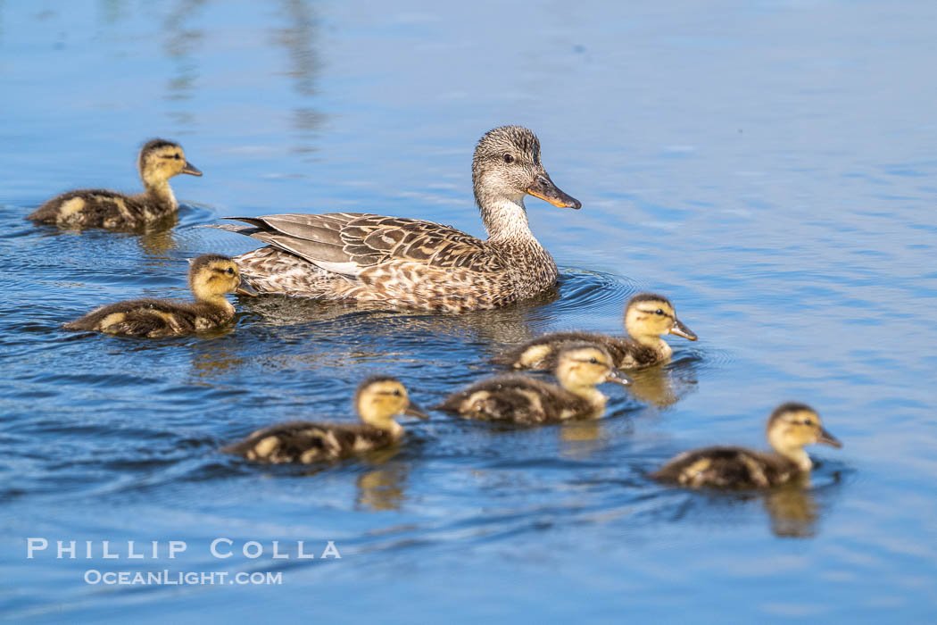 Mallard mother and ducklings, San Elijo Lagoon, Encinitas. California, USA, natural history stock photograph, photo id 39345