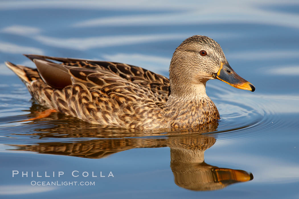 Mallard, female. Santee Lakes, California, USA, Anas platyrhynchos, natural history stock photograph, photo id 23413