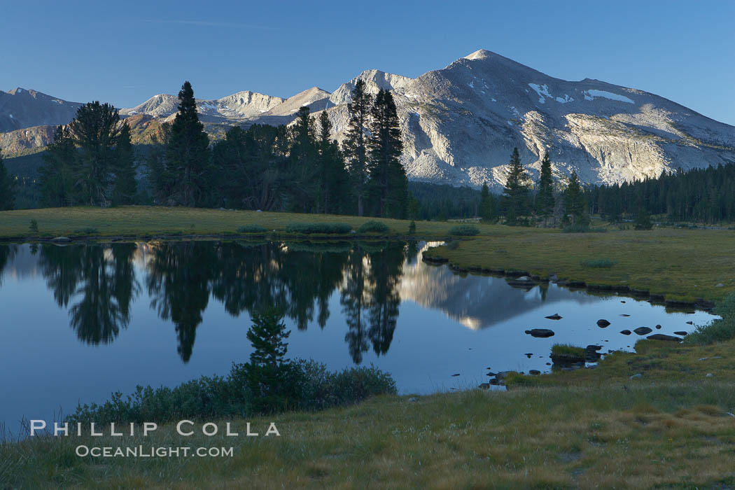 Mammoth Peak, reflected in a small alpine tarn (pond) at Tioga Pass, with meadow grasses and trees. Yosemite National Park, California, USA, natural history stock photograph, photo id 23269