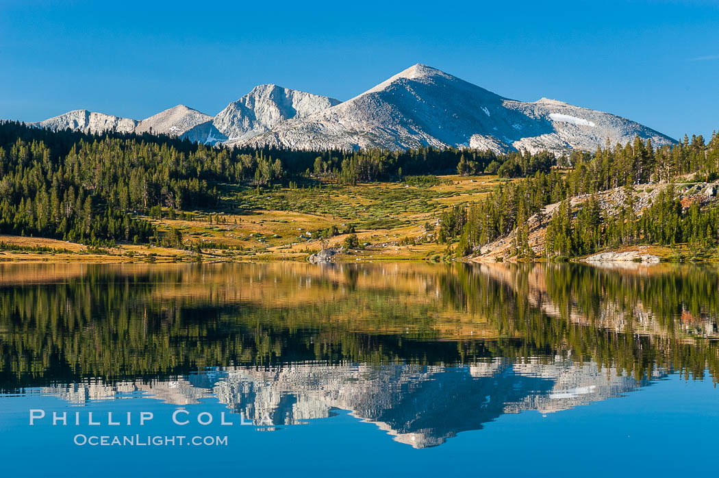 Mammoth Peak and alpine meadows in the High Sierra are reflected in Tioga Lake at sunrise. This spectacular location is just a short walk from the Tioga Pass road. Near Tuolumne Meadows and Yosemite National Park. California, USA, natural history stock photograph, photo id 09949