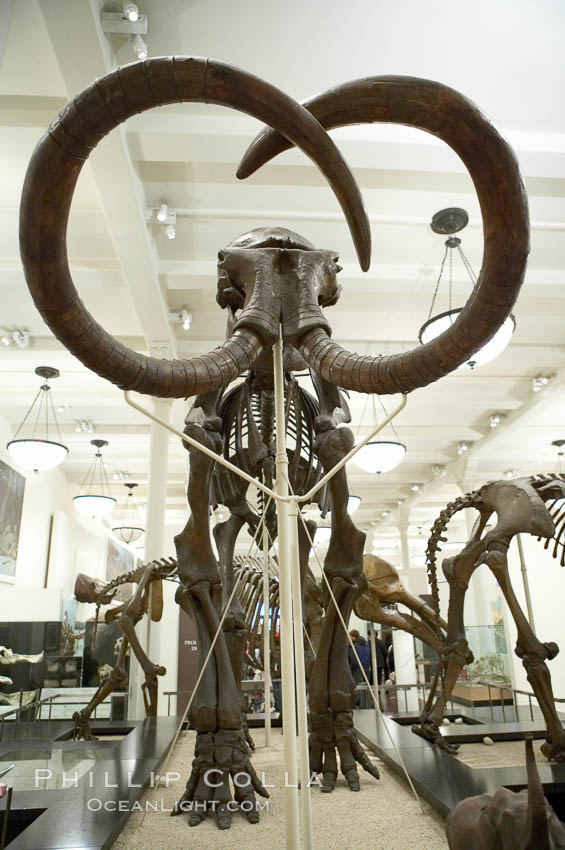 Seen at the American Museum of Natural History. New York City, USA, natural history stock photograph, photo id 11251