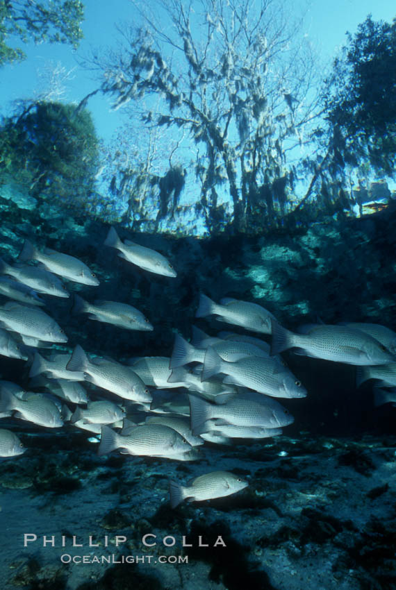 Mangrove snapper. Three Sisters Springs, Crystal River, Florida, USA, Lutjanus griseus, natural history stock photograph, photo id 02682