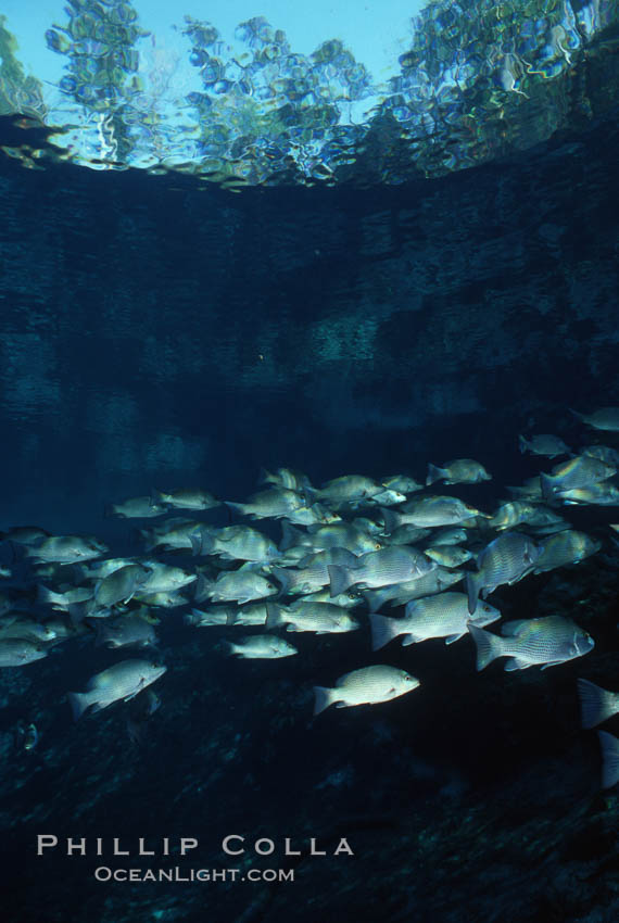 Mangrove snapper. Three Sisters Springs, Crystal River, Florida, USA, Lutjanus griseus, natural history stock photograph, photo id 05157