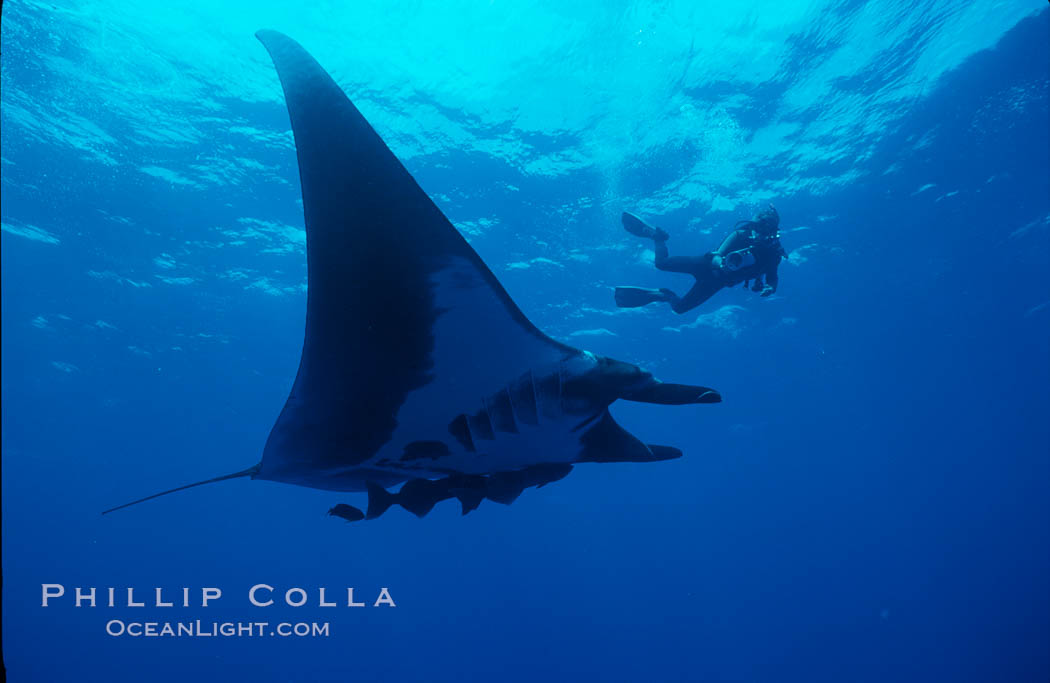 Manta ray and videographer. San Benedicto Island (Islas Revillagigedos), Baja California, Mexico, Manta birostris, natural history stock photograph, photo id 02474