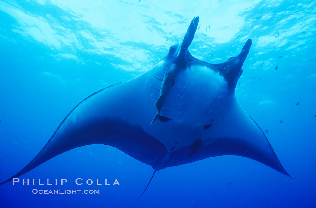 Manta ray, Isla San Benedicto. San Benedicto Island, Baja California, Mexico, Manta birostris, natural history stock photograph, photo id 04830