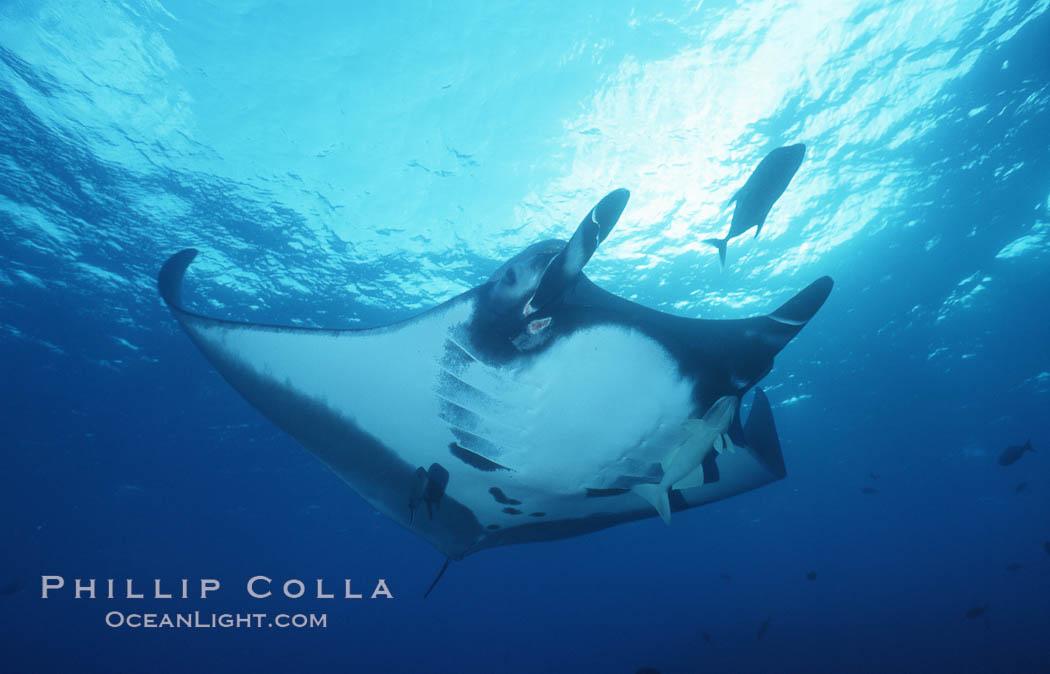 Pacific manta ray with remora, San Benedicto Island, Revilligigedos., Manta birostris, Remora, natural history stock photograph, photo id 06236