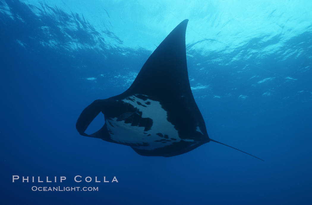 Manta ray, Isla San Benedicto., Manta birostris, natural history stock photograph, photo id 05759