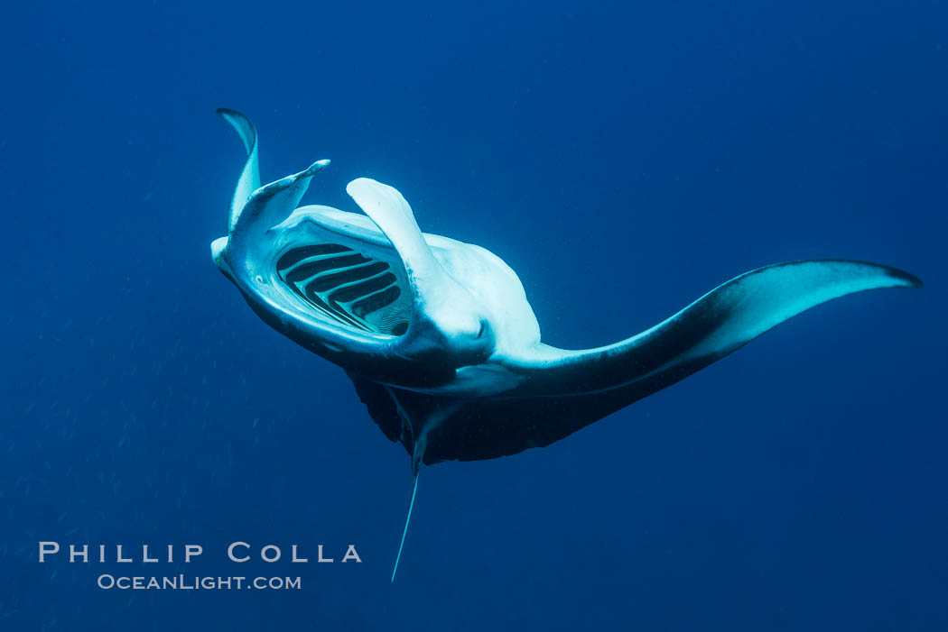 Manta Ray Feeding on Plankton, Fiji. Gau Island, Lomaiviti Archipelago, Manta birostris, natural history stock photograph, photo id 31450