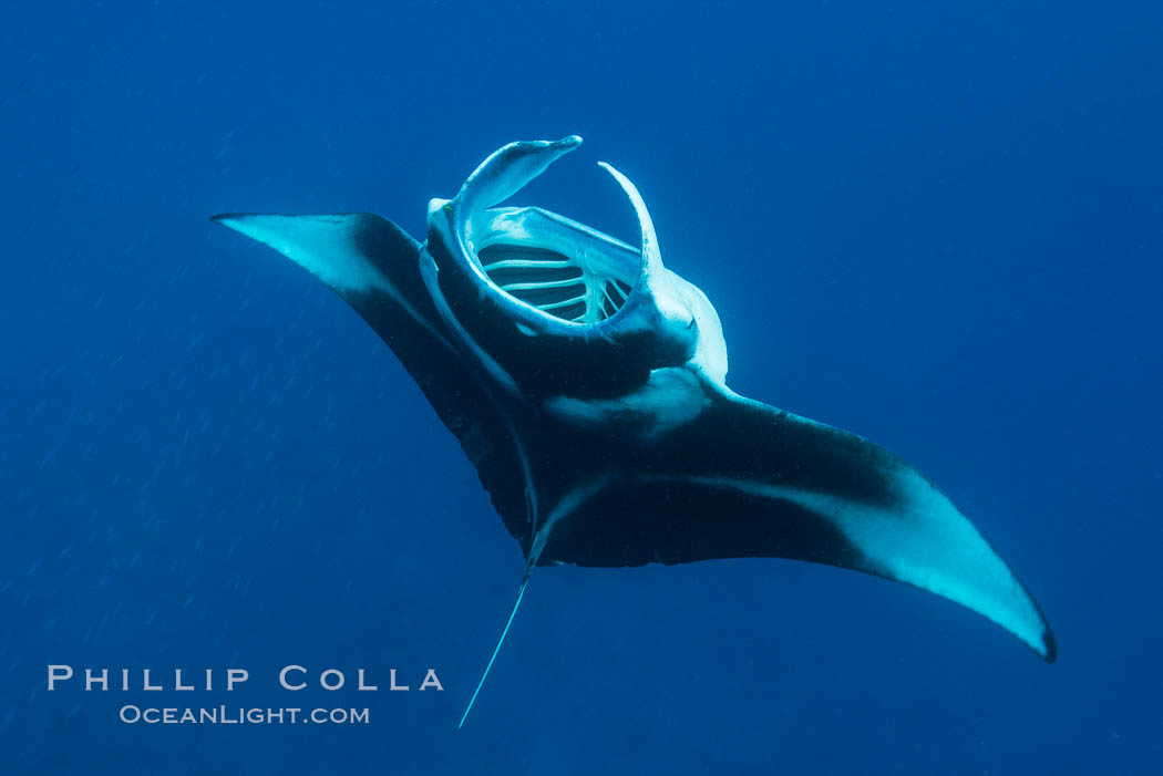 Manta Ray Feeding on Plankton, Fiji. Gau Island, Lomaiviti Archipelago, Manta birostris, natural history stock photograph, photo id 31323