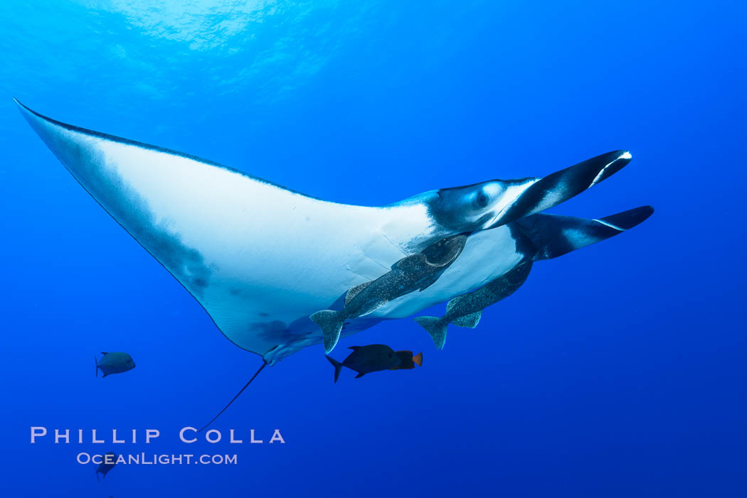 Giant Manta Ray at San Benedicto Island, Revillagigedos, Mexico. San Benedicto Island (Islas Revillagigedos), Baja California, Manta birostris, natural history stock photograph, photo id 33278